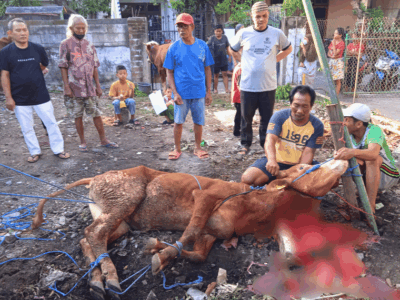 Proses Qurban 11