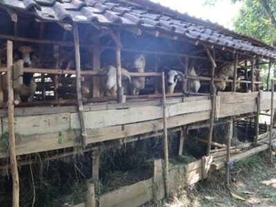 Peternak Lokal Qurban Yauma 6