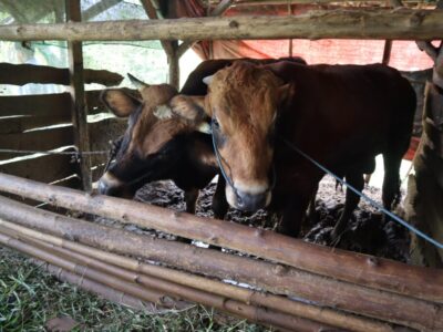 Peternak Lokal Qurban Yauma 5