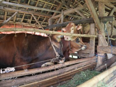 Peternak Lokal Qurban Yauma 3