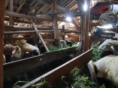 Peternak Lokal Qurban Yauma 4
