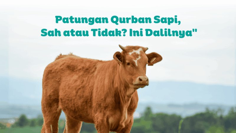Patungan Qurban Sapi