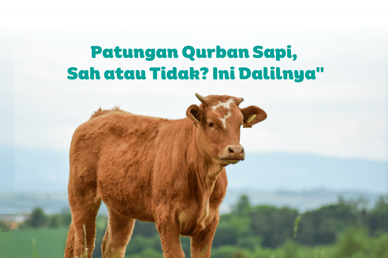 Patungan Qurban Sapi