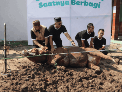 Dokumentasi Qurban Sapi