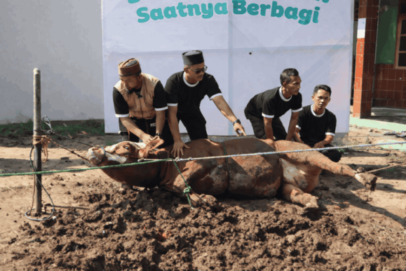 Dokumentasi Qurban Sapi