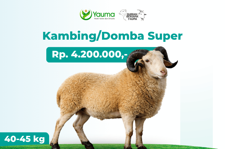 Kambing Domba Super