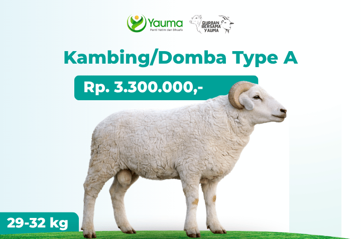 Kambing Domba Type A
