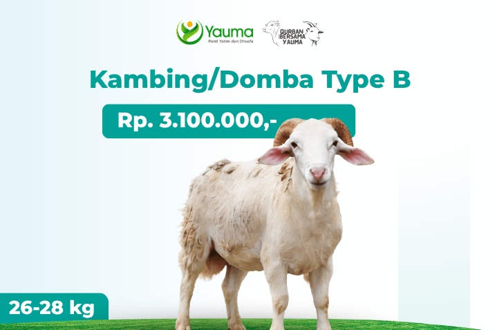 Kambing Domba Type B