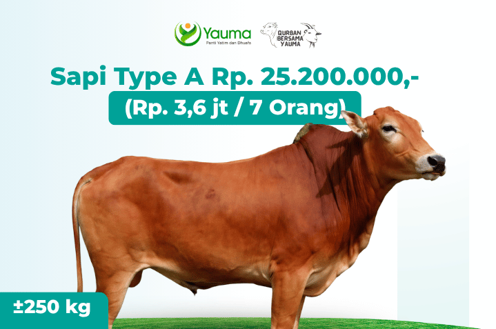 Sapi Type A
